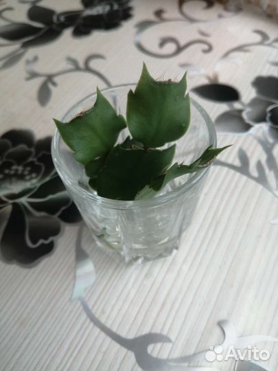 Отростки декабриста