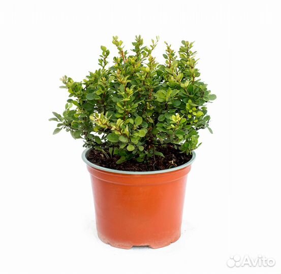 Растения в ассортименте (саженцы/цветы)