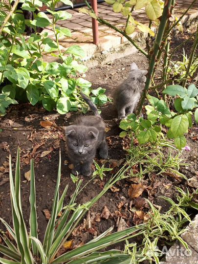 Британская кошка