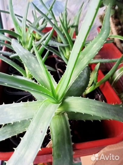 Хлорофитум кудрявый. Алое вера. Папоротник