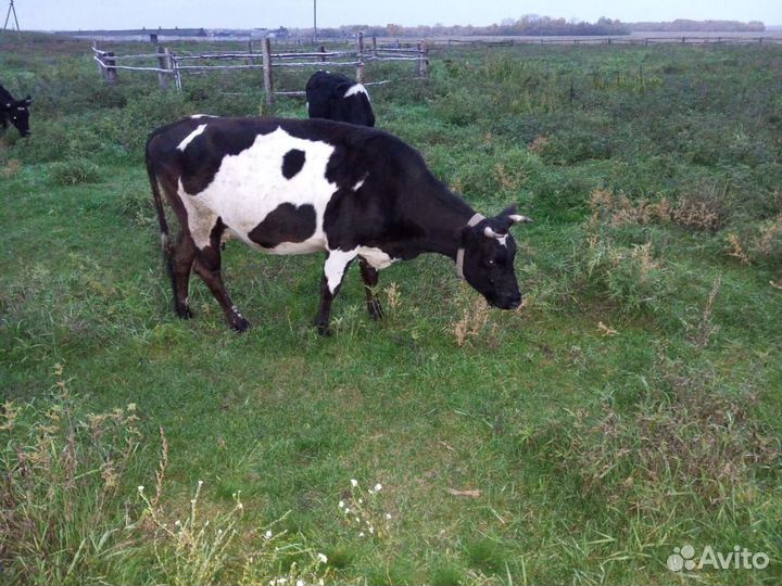 Корова, нетели, быки