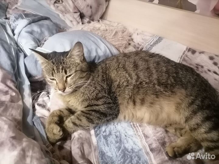 Беременная кошка