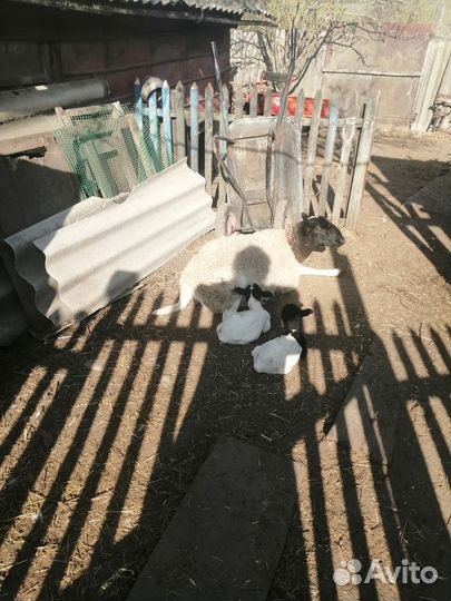 Баранчики кросс дорпер