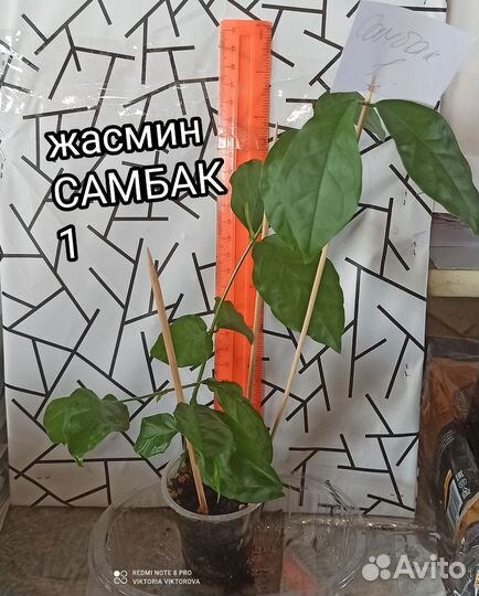 Жасмин Самбак