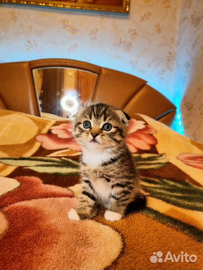 Шотландские вислоухие котята мраморные