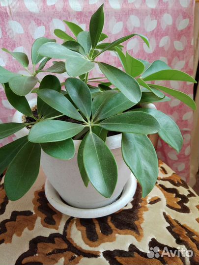 Шефлера, фикус и драцена