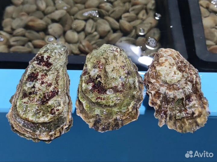 Живые устрицы Императорские Морепродукты