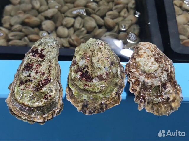 Живые устрицы Императорские Морепродукты