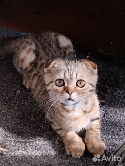 Продам котенка