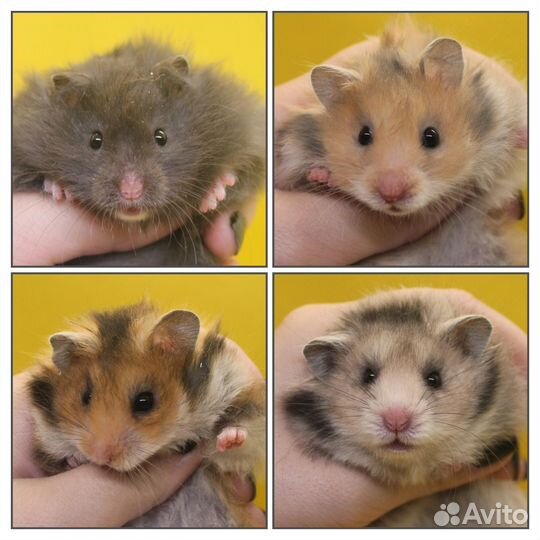 Сирийский хомяк