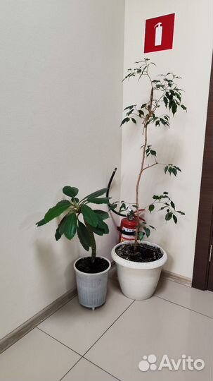 Комнатные цветы