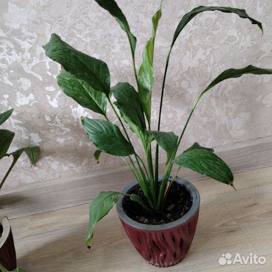 Цветок женское счастье