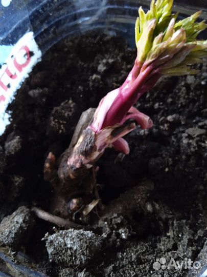 Корни пиона Корал Сансет