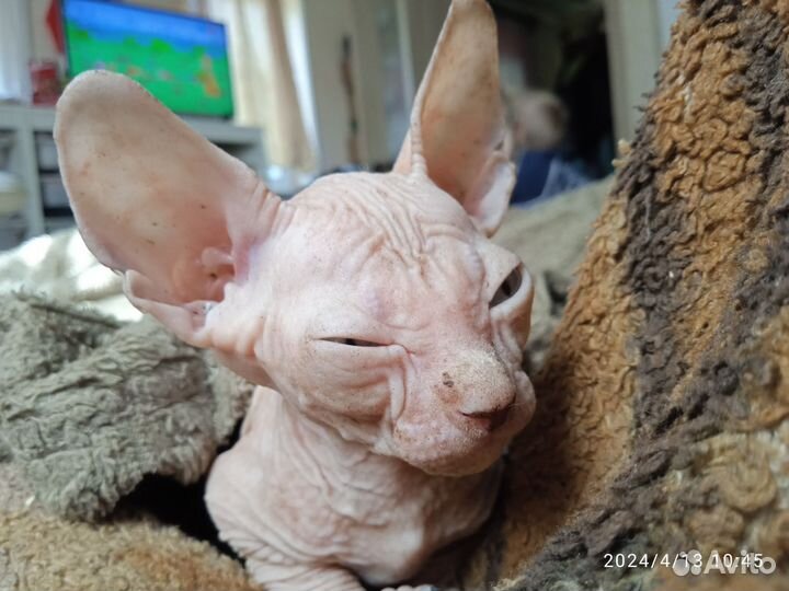 Канадский сфинкс котенок