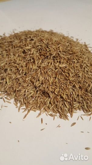 Газонные травы