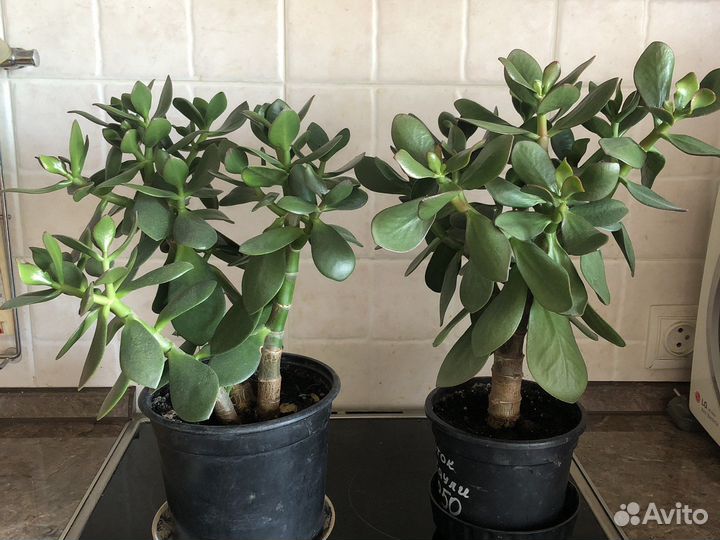 Крассула толстянка Денежное дерево