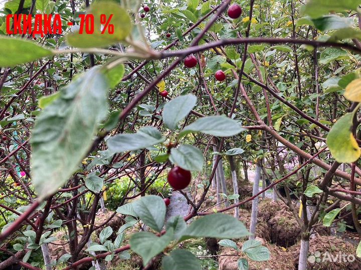 Саженцы: яблоня, груша, вишня, черешня, слива