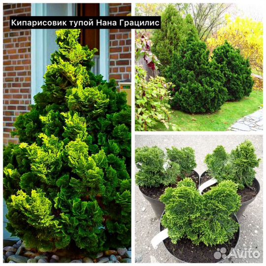 Кипарисовик Ивонн, Нана Грацилис, Эллвудс Голд