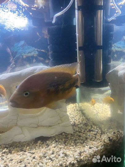 Радужная цихлозома