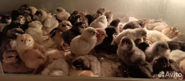 Цыплята суточные, куры несушки