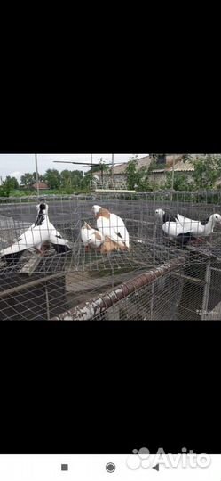 Продаются армянские и бакинские голуби