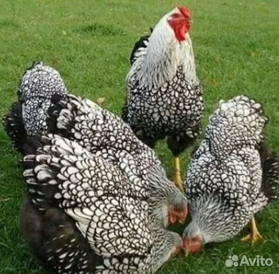 Инкубационное яйцо кур виандота