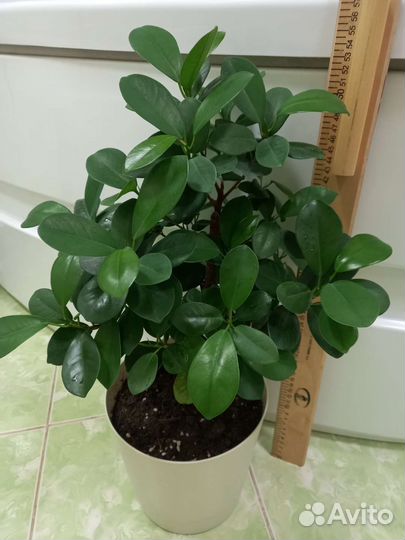 Фикус макломе