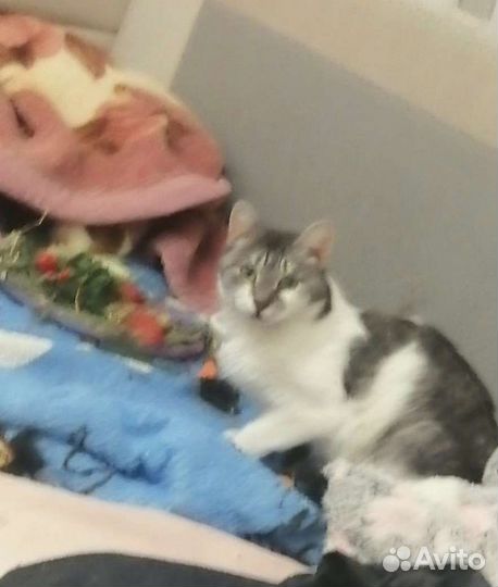 Красавица Ляля в дар