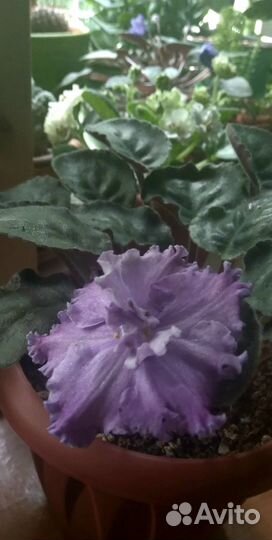 Сортовые фиалки