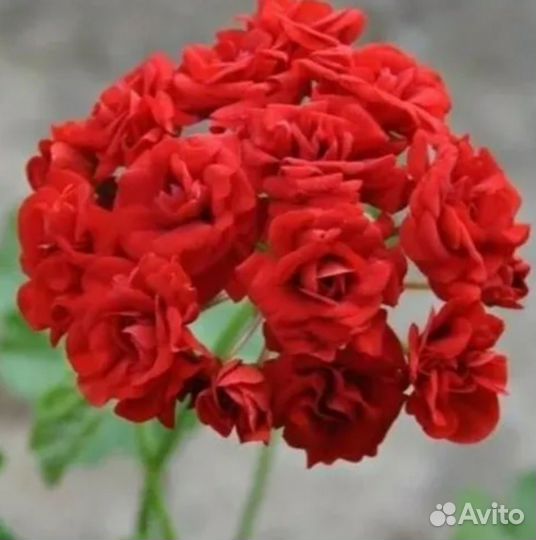 Пеларгония герань розебудная красная