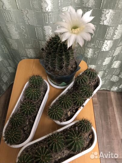 Кактус эхинопсис