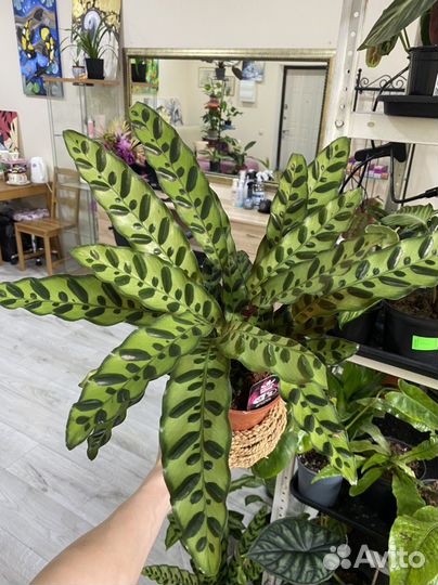 Комнатные растения