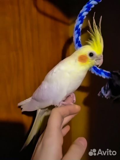 Попугай карелла птенцы