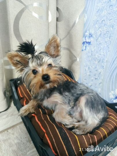 Йоркширский терьер мини девочка