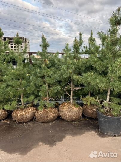 Сосна Кедровая сибирская