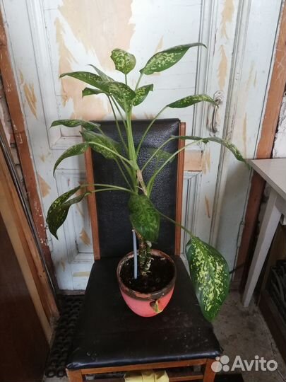 Диффенбахия