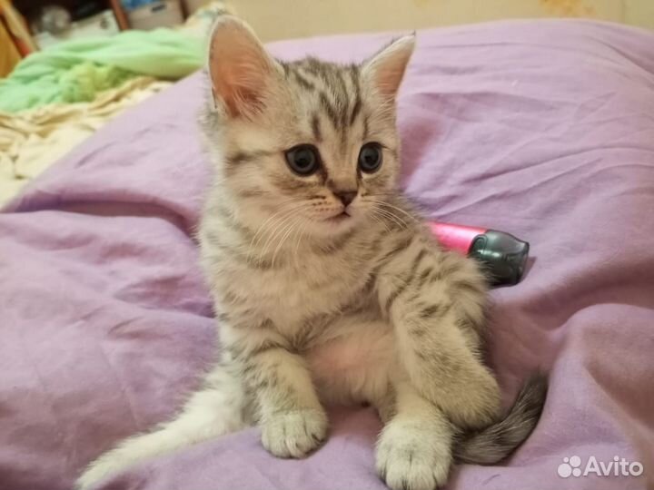 Британские котята