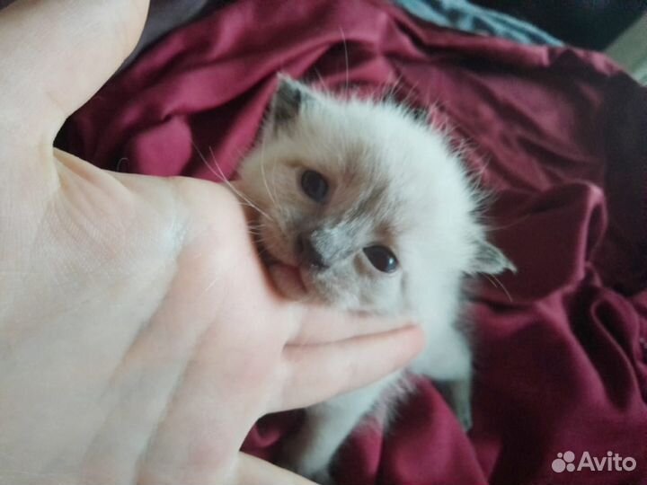 Отдам котят