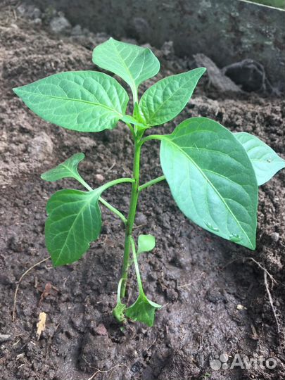 Перец болгарский рассада(забронированы)