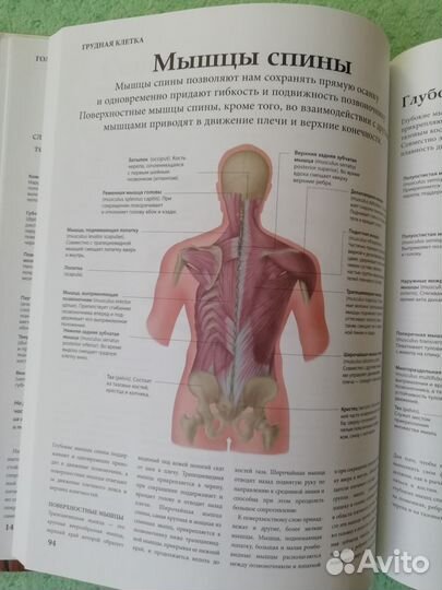 Анатомия человека 