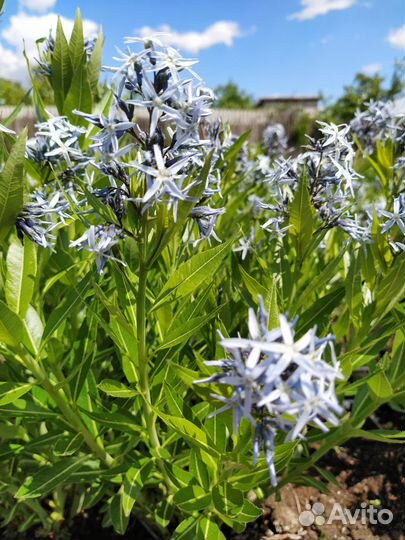 Растения для сада