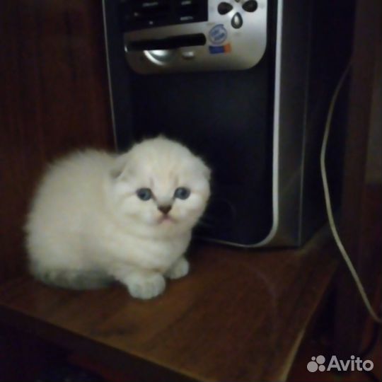 Шотландские