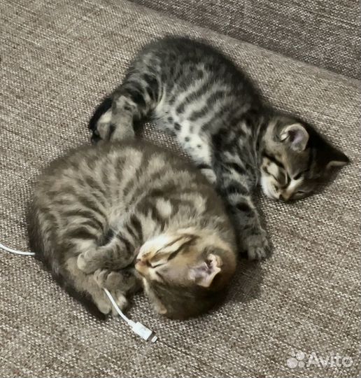Котята