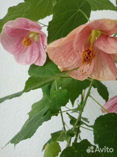 Абутилоны цветущие