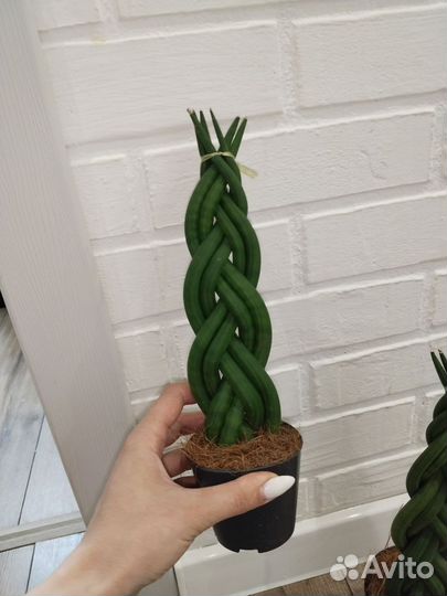Сансевиерия косичкой комнатные растения цветы