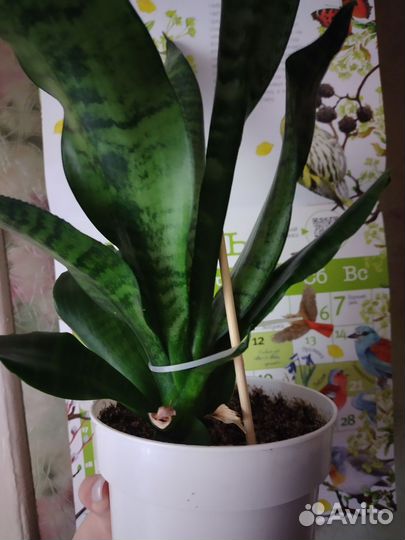 Сансевиерия тёщин язык