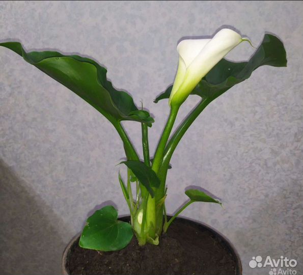 Калла эфиопская (отростки)