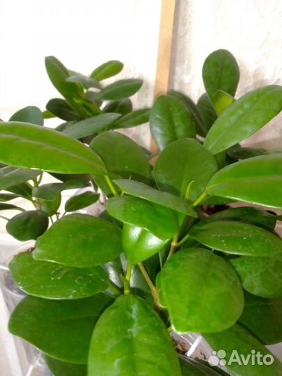 Комнатные растения цветы