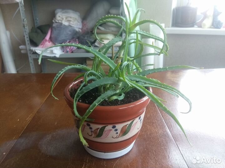 Алоэ древовидное столетник (Лечебное)