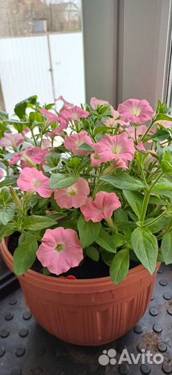 Рассада петунии